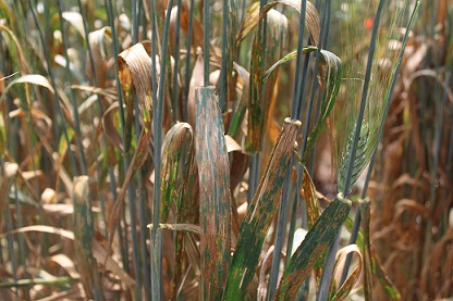 الندوة الدولية حول األمراض الورقية للحبوب